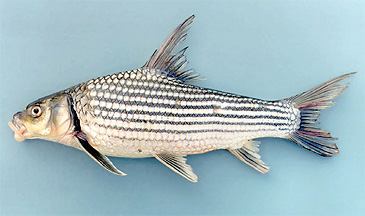 685_Terry Warren_Thicklip Barb_Probarbus labeamajor.jpg 685_Terry Warren_Thicklip Barb_Probarbus labeamajor.jpg